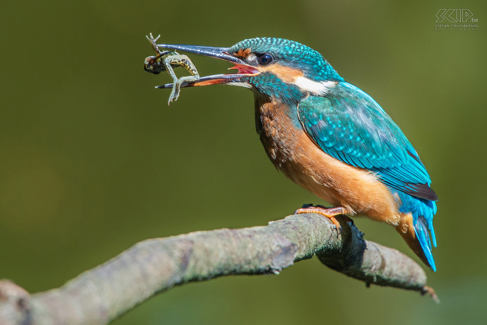 IJsvogels - IJsvogel met kikker De ijsvogel is een van de mooiste vogelsoorten die in onze regio voorkomen. De ijsvogel (alcedo atthis) is een viseter met een fel blauw oranje vederkleed van ongeveer 16cm groot. De mannetjes zijn enkel van de vrouwtjes te onderscheiden door hun pikzwarte ondersnavel terwijl deze bij vrouwtjes een donkerrode vlek heeft.<br />
<br />
Ik heb al heel wat uren in mijn camouflage schuiltentje aan een vijver gezeten, maar vaak leverde het niet veel goede beelden op. Onlangs was het echter een topdag en een jonge vrouwelijke ijsvogel heeft urenlang visjes, insecten en vooral kikkers en kikkervisjes gevangen. Na elke duik vloog ze naar het takje voor m’n schuiltent om de prooi dood te slaan en op te peuzelen.  Af en toe werd de prooi in de lucht gegooid om deze daarna gemakkelijker via de snavel in de keel te laten glijden. Dat was genieten als natuurfotograaf.<br />
 Stefan Cruysberghs